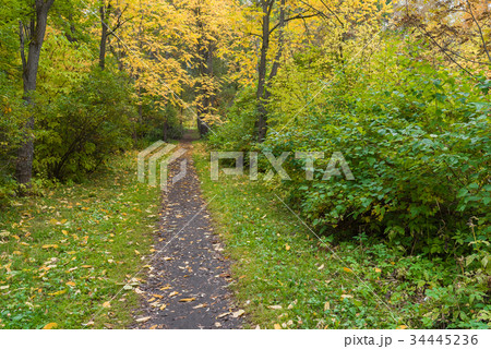A path in the park among the trees  34445236