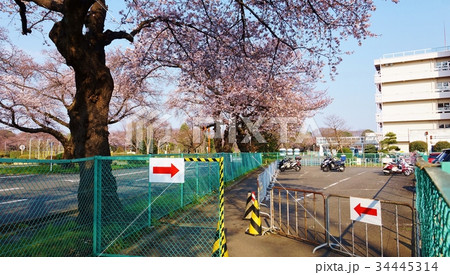 東京桜スポット 府中運転免許試験場試験コース脇の桜樹とバイク専用駐車場 横位置の写真素材