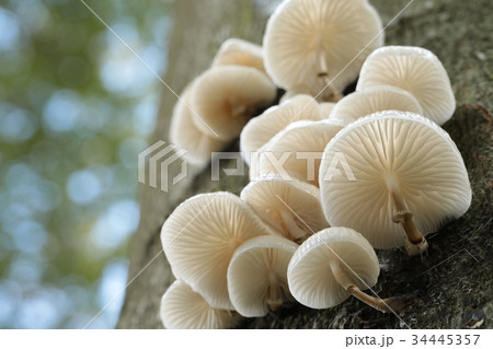 Family of mushrooms on a tree trunk  34445357