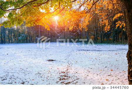 beech forest with first winter snow 34445760