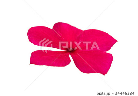 Pink periwinkle isolated 34446234