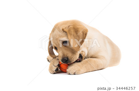 Dog labrador 34446257