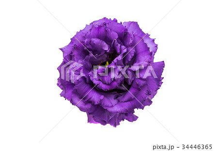 Beautiful eustoma Beautiful eustoma 34446365
