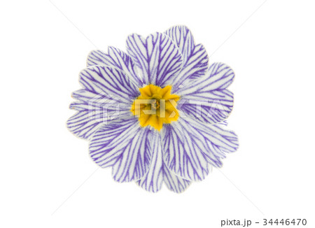 Primrose flower isolated 34446470