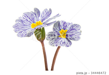 Primrose flower isolated 34446472