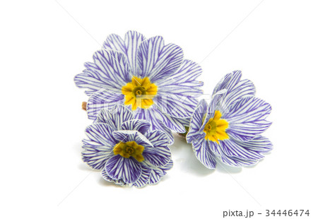 Primrose flower isolated 34446474