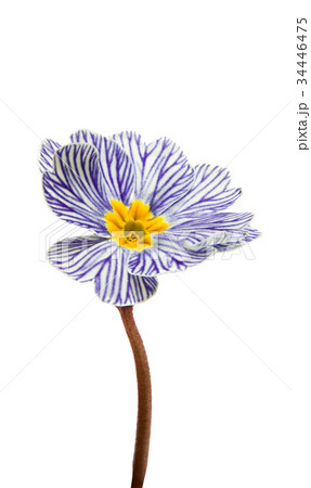 Primrose flower isolated 34446475