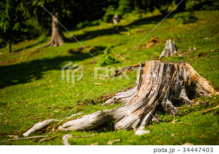 Large tree stump in summer forest  34447403