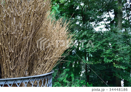 竹ボウキ 34448186