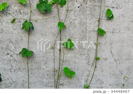 つる性植物 つる性植物 34448407