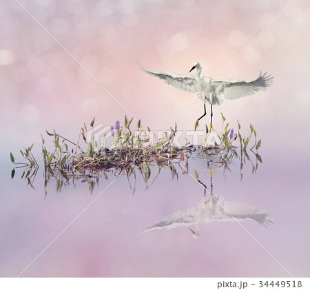Snowy Egret in flight over lake 34449518