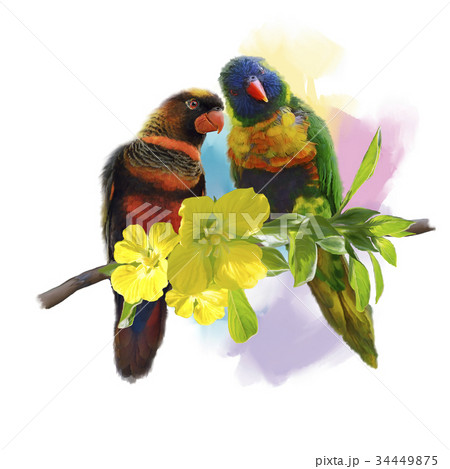 Lorikeet Parrots watercolor 34449875