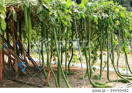 ジャンボヘチマ ジャンボヘチマ 34450482