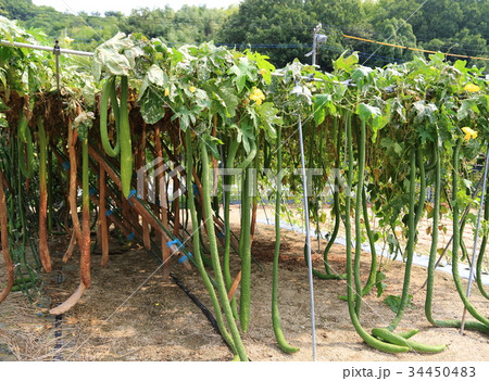 ジャンボヘチマ 34450483