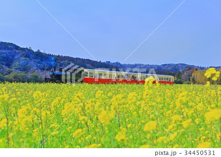 里山トロッコと菜の花 里山トロッコと菜の花 34450531