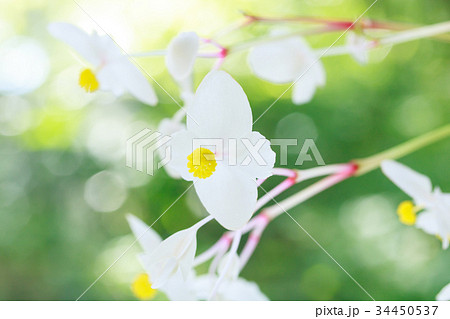 白花秋海棠 白花秋海棠 34450537