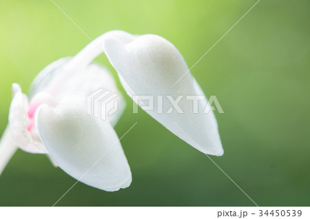 白花秋海棠 34450539