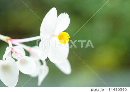 白花秋海棠 34450540