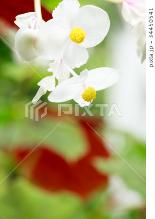 白花秋海棠 34450541