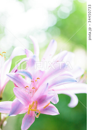 リコリス・スプレンゲリー リコリス・スプレンゲリー 34450733