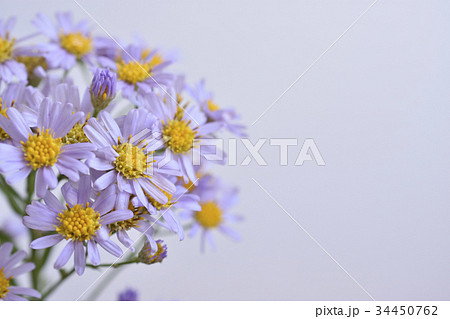 紫苑 紫苑 34450762