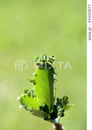 ハカラメ 34450977