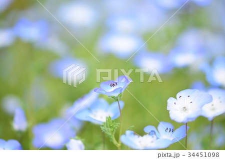 花 青 花 青 34451098