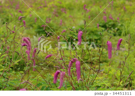 カライトソウの群生 34451311