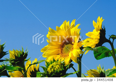 ひまわり　網走湖畔園地 34451408