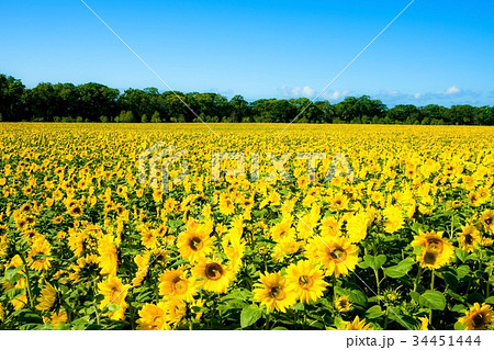 ひまわり　網走湖畔園地 34451444