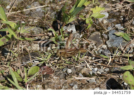 ツマグロバッタ ツマグロバッタ 34451759
