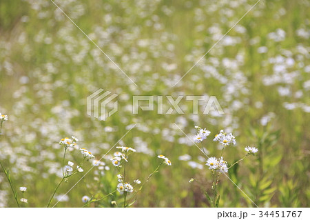 ヒメジョオン 34451767
