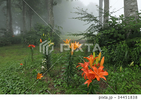 霧森のユリ 34451838