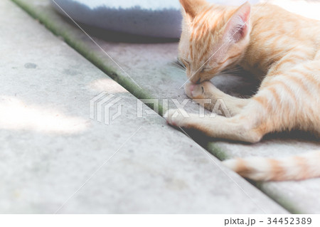 Cute yellow cat in the lazy time Cute yellow cat in the lazy time 34452389