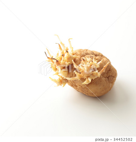 ジャガイモ 34452502