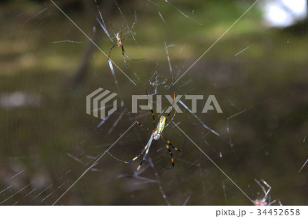 蜘蛛 34452658