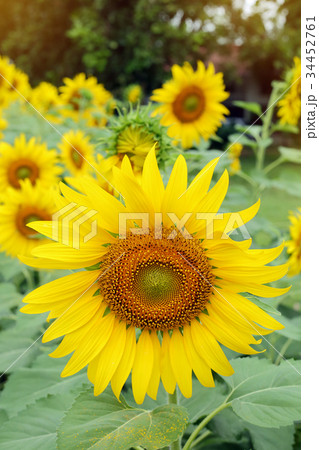 beautiful spring flower, sunflower blossom beautiful spring flower, sunflower blossom 34452761