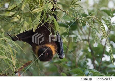 沖縄のオオコウモリの写真素材