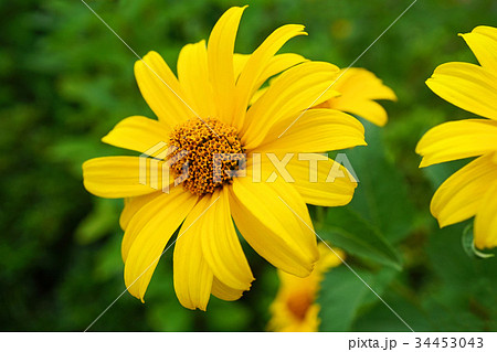 黄色が美しいヒメヒマワリ 34453043