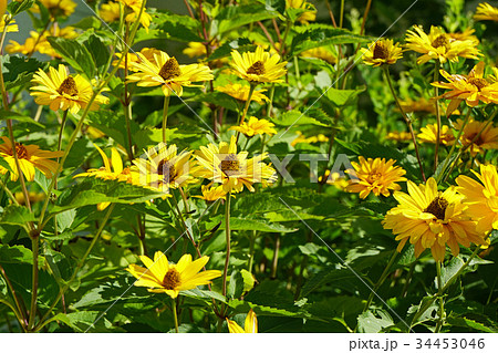 黄色が美しいヒメヒマワリ 黄色が美しいヒメヒマワリ 34453046