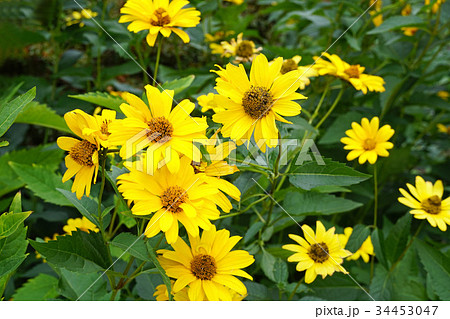 黄色が美しいヒメヒマワリ 黄色が美しいヒメヒマワリ 34453047