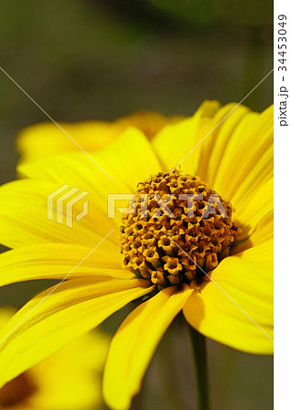 黄色が美しいヒメヒマワリ 黄色が美しいヒメヒマワリ 34453049