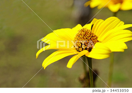 黄色が美しいヒメヒマワリ 34453050