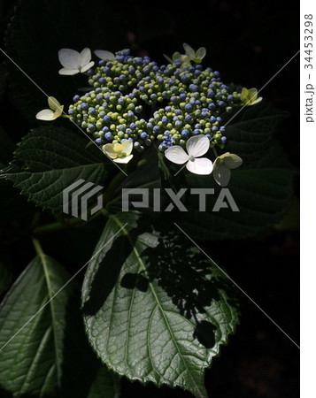 紫陽花 紫陽花 34453298