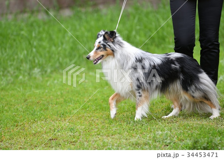 Dog breeds of shelties 34453471