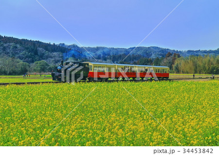 里山トロッコと菜の花 34453842
