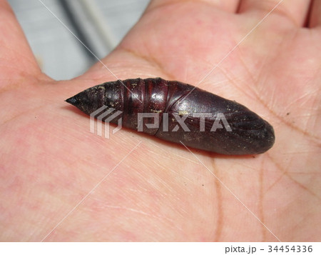 手のひらに載せた「オオスカシバ」のサナギ 手のひらに載せた「オオスカシバ」のサナギ 34454336