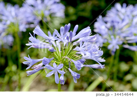 アガパンサス アガパンサス 34454644