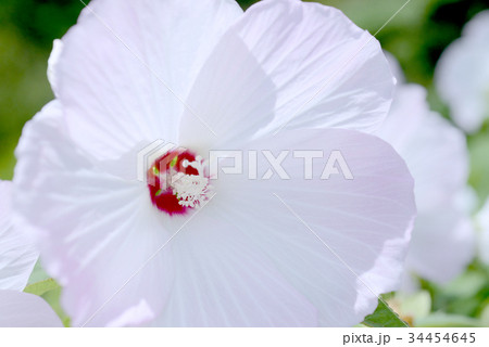 アメリカフヨウ 34454645