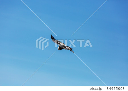 Condor 34455003